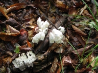 Indian Pipe