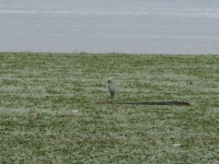 Heron in New York