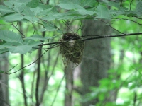 Hummingbird Nest