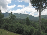 Looking up at the White Mountains