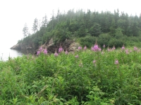 Fireweed