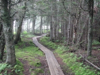 Good trail into the wet woods