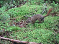 Red Squirrel