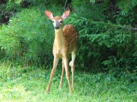 Spotted fawn