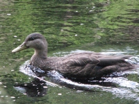 Black Duck