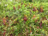 Carniverous plants