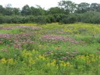 Wildflowers