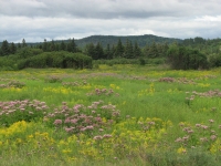 Wildflowers