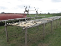 Drying cod on flakes