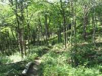 Green woods on the Green Garden Trail