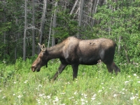 Moose