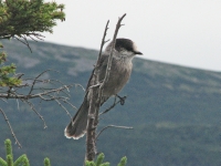 Gray Jay