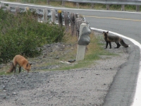 A pair of foxes