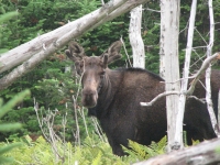 Bull Moose