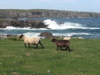 Sheep near the Dungeon