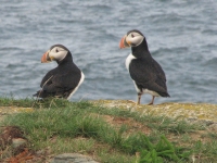 Pair of Puffins