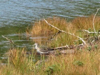 Yellowlegs?