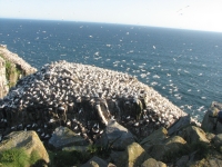 Northen Gannets 