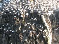 Northern Gannets