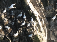 Northern Gannets