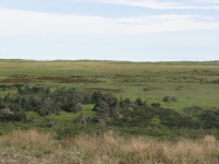 Barrens near Point Lance