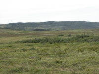 More open barrens