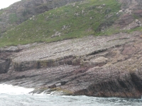 The rocks are covered with birds