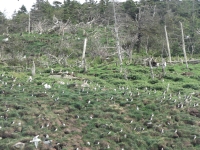 Puffins on island in Witless Bay 