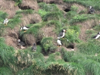 Puffins