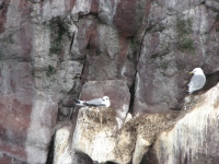 Kittiwakes