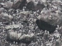 Murres