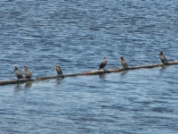 Cormorants