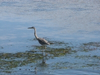 Heron