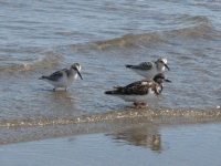 Shore birds