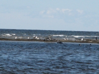 Seal near Kellys Beach 