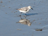 Sanderling