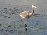 Heron