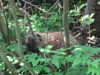 First porcupine 