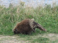 Second porcupine