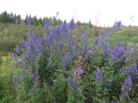 Wildflowers at Fourillon