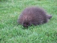 Third porcupine