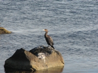 Cormorant