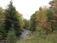 Leaf Peeping