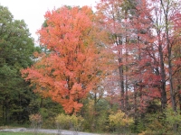 Autumn colors 