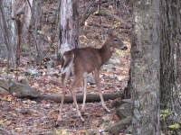 Deer in SNP