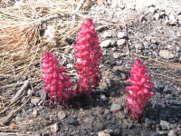 Snow Plant