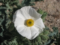 Prickly Poppy