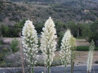 Agave blossoms