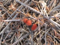 Velvet ant