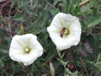 Morning glories